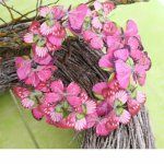 Frhling - Sommer