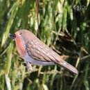 Tangoo Keramik-Vogel Rotkehlchen auf Holz hngend | TA-17006